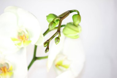 Çiçekli narin orkideler. Penis çiçekleri..