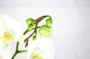 Çiçekli narin orkideler. Penis çiçekleri..