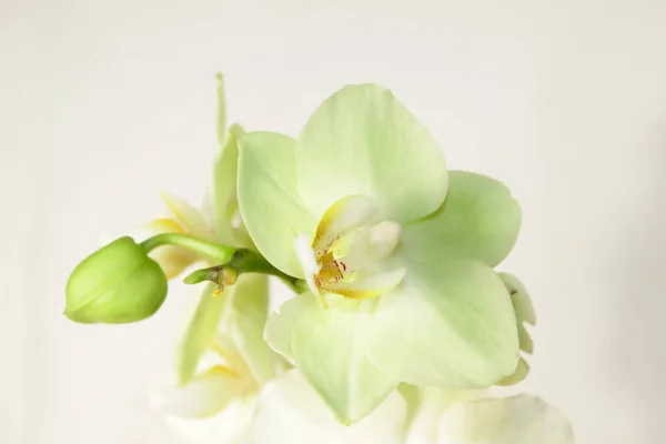 Kvetoucí Něžné Orchideje Phalaenopsis Květiny — Stock fotografie