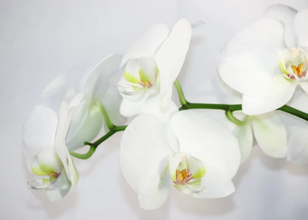 Kwitnące Delikatne Storczyki Kwiaty Phalaenopsis — Zdjęcie stockowe