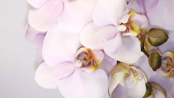 Orchidee Tenere Fiorite Fiori Phalaenopsis Foto Stock
