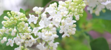 Bahar güneşli bir günde narin leylak.