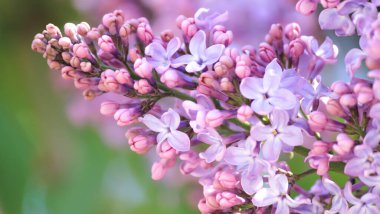 Bahar güneşli bir günde narin leylak.