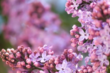 Bahar güneşli bir günde narin leylak.