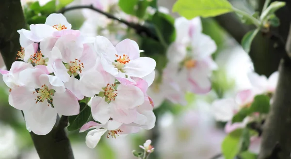 Äppelträd Blomma Maj — Stockfoto
