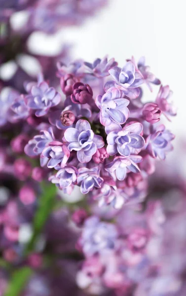 Lilas Tendre Par Une Journée Ensoleillée Printemps — Photo