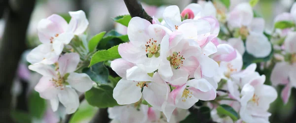 Äppelträd Blomma Maj — Stockfoto