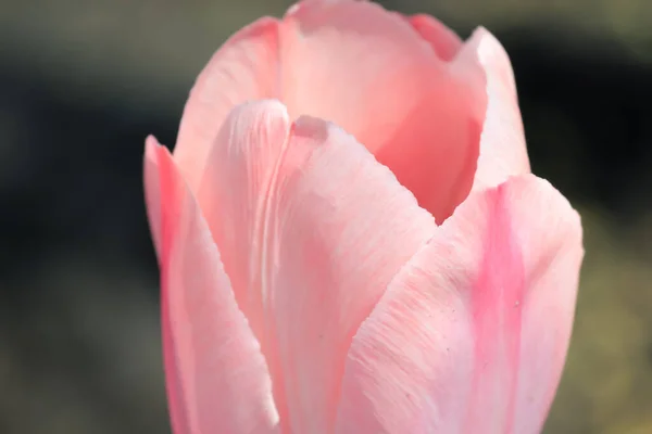 Eine Tulpe Heimischen Garten — Stockfoto