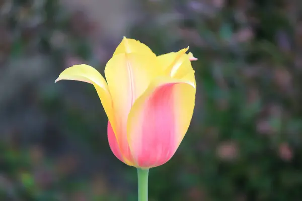 Eine Tulpe Heimischen Garten — Stockfoto