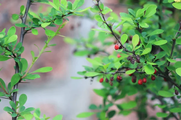 Красные Ягоды Кусте Зелеными Листьями Несколько Ягод Высохли Весна Май — стоковое фото