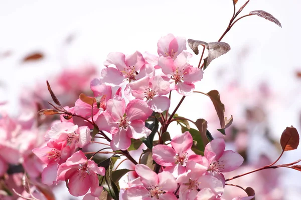 春の開花木 晴れた日 — ストック写真