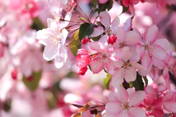 春の開花木 晴れた日 — ストック写真