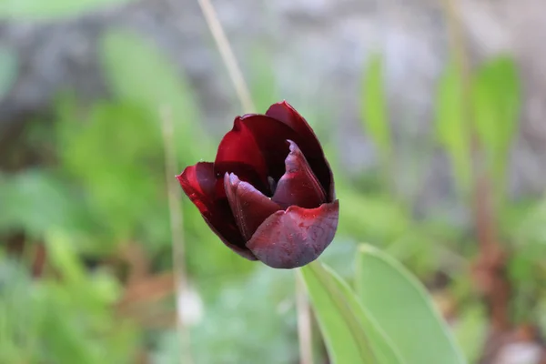 One dark-colored tulip in the home garden.