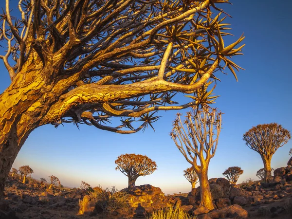 Quivertree Forest Sunrise Keetmanshoop Namibia Africa — Stock Photo, Image