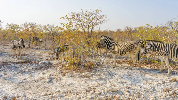 Divoké Zebry Národním Parku Etosha Namibii Afrika — Stock fotografie
