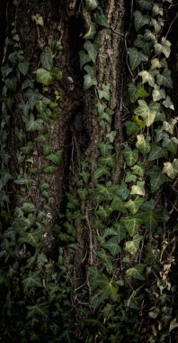 Tahta bir gövdede sarmaşık yaprakları. 