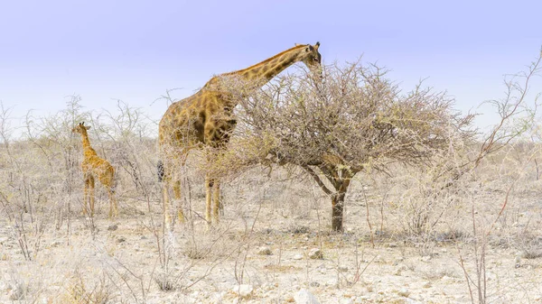 Girafa comendo no Parque Nacional Etosha na Namíbia, África . — Fotografia de Stock