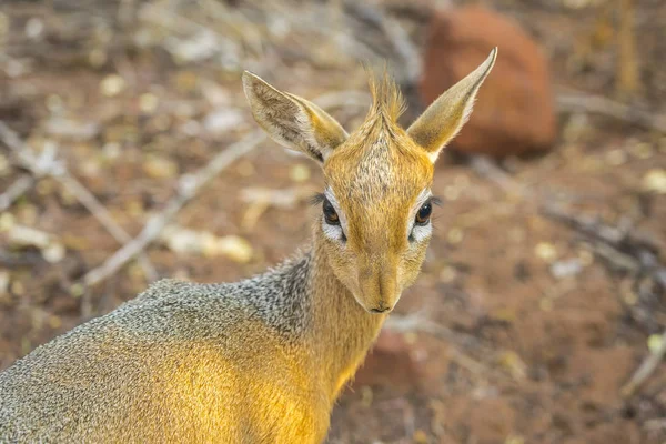 Dik dik antilopa v Národním parku Waterberg, Namibie. — Stock fotografie