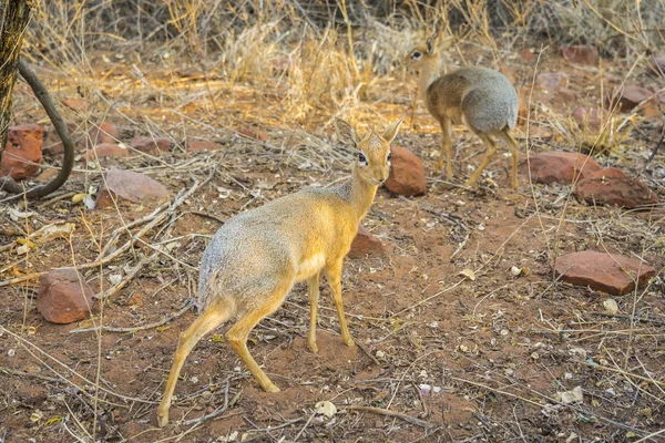 Antilopa Dik-dik v národním parku Waterberg v Namibii v Africe. — Stock fotografie