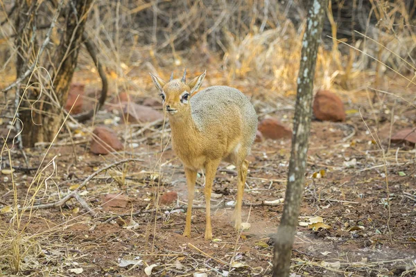 Dik dik antilopa v Národním parku Waterberg, Namibie. — Stock fotografie