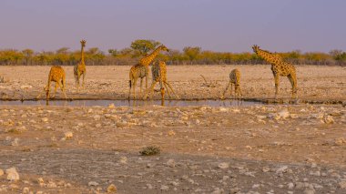 Zürafalar Namibya 'daki Etosha Ulusal Parkı' ndaki bir su birikintisinde su içiyorlar..