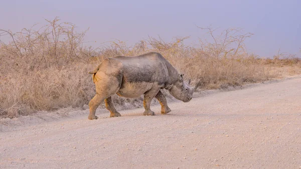 Nosorožec černý v národním parku Etosha v Namibii. — Stock fotografie