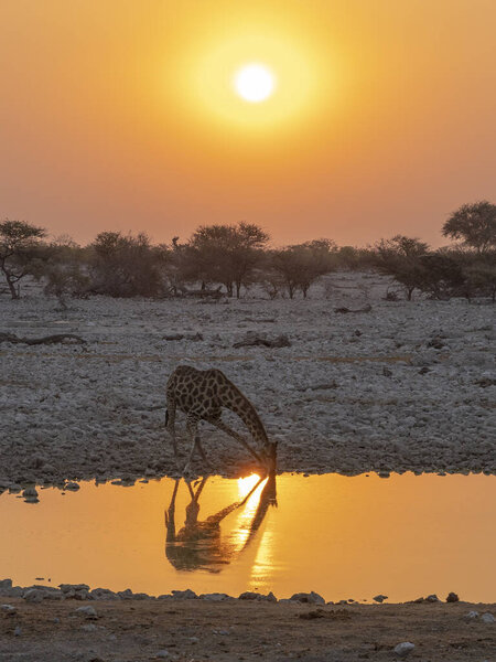 Giraffe drinking water in the Etosha National Park in Namibia in Africa.