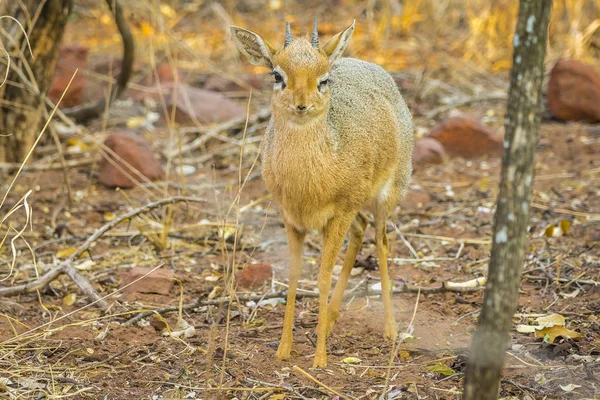 Antilopa Dik dik v Národním parku Waterberg v Namibii. — Stock fotografie