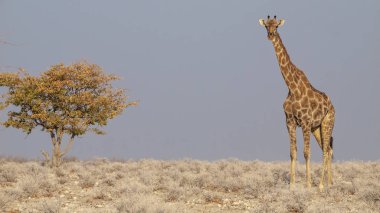 Giraffe at sunrise in the Etosha National Park in Namibia.