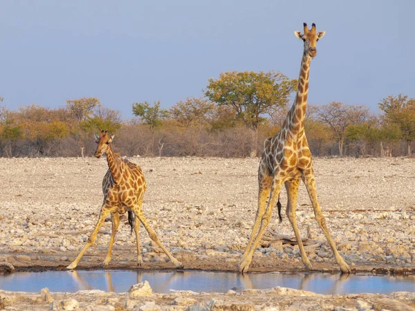 Giraffe che bevono acqua al tramonto nel Parco Nazionale di Etosha in Namibia . — Foto Stock