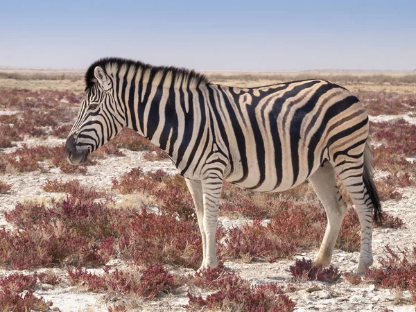 Zebra v národním parku Etosha v Namibii. — Stock fotografie