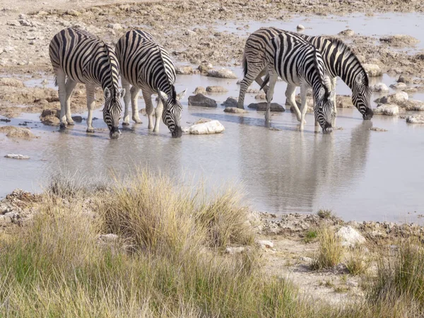 Zebre nel Parco Nazionale di Etosha in Namibia in Africa . — Foto Stock