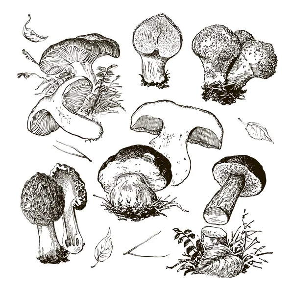 Mano vettoriale che disegna una serie di funghi — Vettoriale Stock