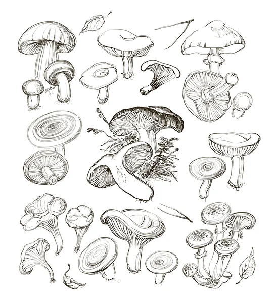 Vektor-Hand zeichnet eine Reihe von Pilzen. — Stockvektor