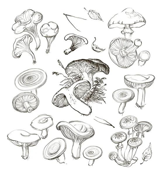 Vektor-Hand zeichnet eine Reihe von Pilzen. — Stockvektor