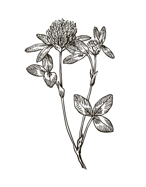 Kleeblatt-Kräuterillustration. handgezeichneter botanischer Skizzenstil. Vektor — Stockvektor