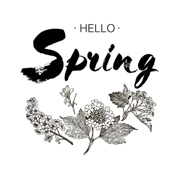 Frase Hello spring Brush Pen lettering isolado no fundo. Ilustração vetorial manuscrita. Elementos de desenho à mão design viburnum, espinheiro, cereja selvagem, madressilva — Vetor de Stock