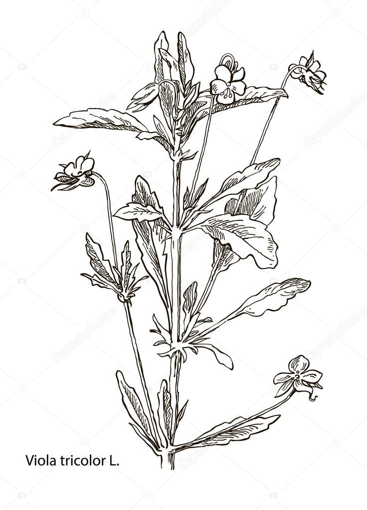 Vector vintage botanical illustration depicting the viola tricolor