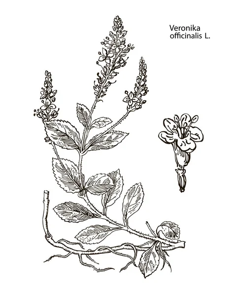 Veronika officinalis. Illustrazione botanica vettoriale disegnata a mano di valeriana su sfondo bianco. Erba e fiori selvatici . — Vettoriale Stock