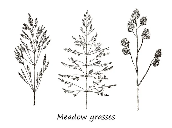穀物、野生植物、フィールド ハーブ、野生の穀物の詳細な植物イラストの描画のインクのセットです。白黒花柄分離要素 — ストックベクタ