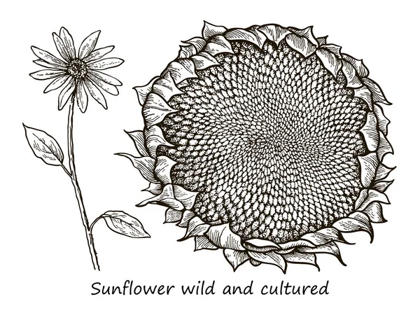 Illustration botanique détaillée d'une fleur de tournesol sauvage et cultivée — Image vectorielle