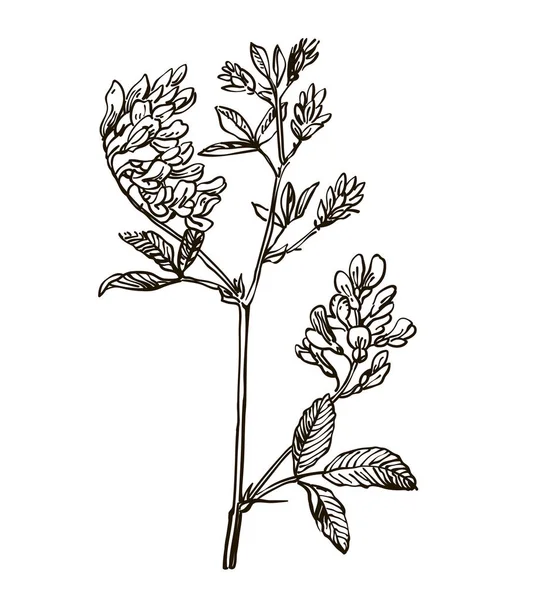 Vektorové obrazy z léčivých rostlin. Podrobné botanické ilustrace pro váš návrh. Lucern — Stockový vektor
