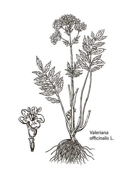 Valeriana officinalis. Ilustración botánica vectorial dibujada a mano de valeriana sobre fondo blanco. Hierbas y flores silvestres . — Vector de stock