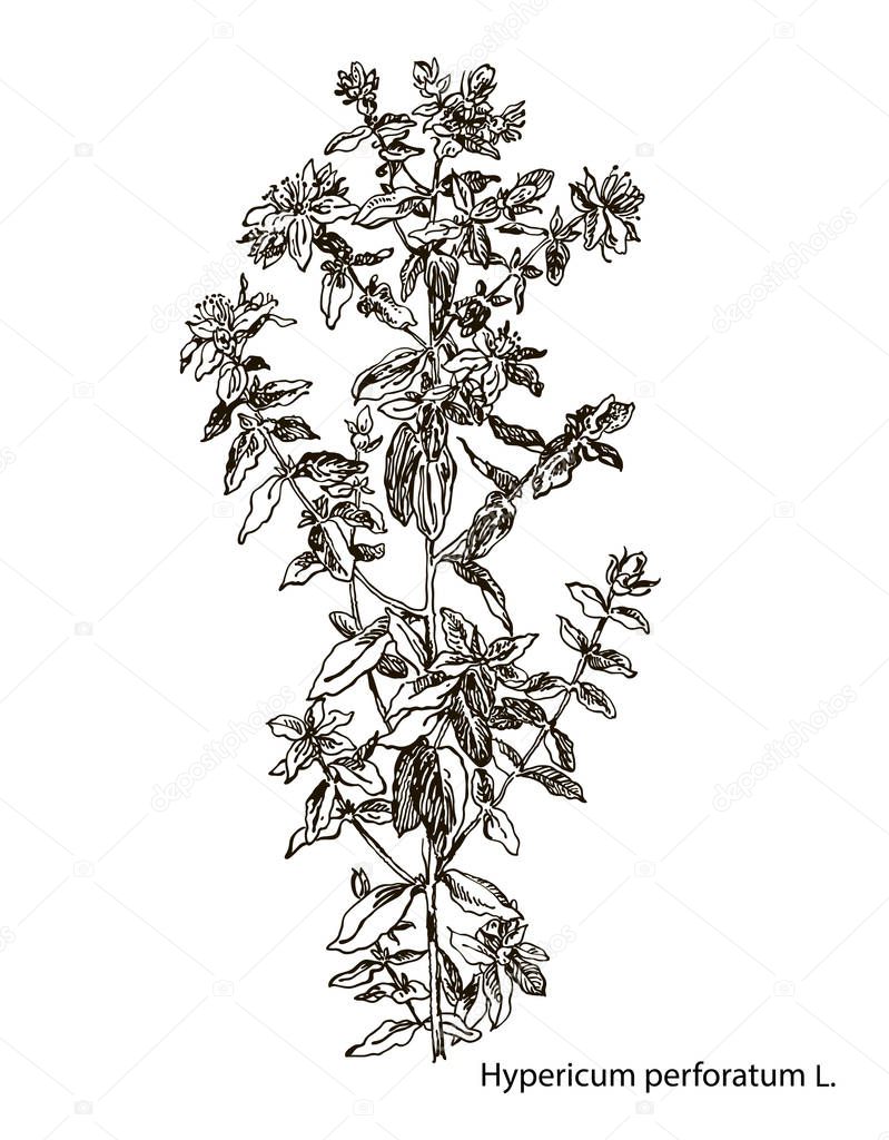 Vector images of medicinal plants. Detailed botanical illustration for your design. Hypericum