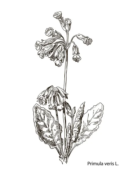 Primula officinalis. El vektör botanik çizim valerian'ın beyaz zemin üzerine çekilmiş. Vahşi bitkiler ve çiçekler.