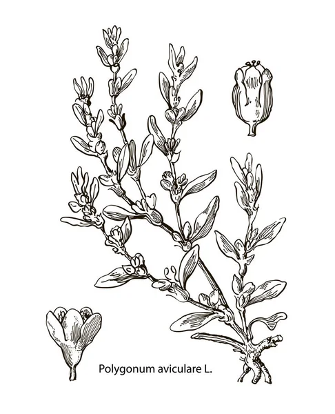 Images vectorielles de plantes médicinales. Illustration botanique détaillée pour votre dessin. Aviculare — Image vectorielle