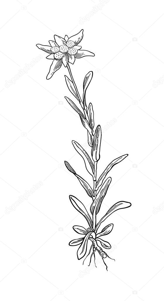 Black silhouette outline edelweiss flower, the symbol of alpinism, with stalk and leaves, isolated on white. Vector botanical illustration