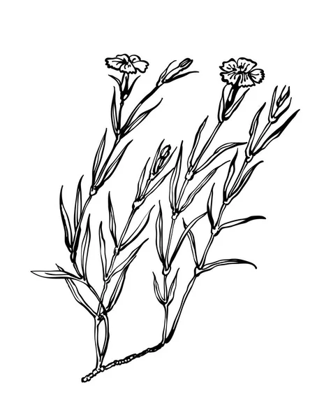 Nelkenvektor. Wildblumen-Kollektion im Outline-Stil für natürliche, biologische, Gesundheitsprodukte, Aromatherapie. Blume isoliert auf weißem Hintergrund. Illustration des Nelkenvektors. — Stockvektor