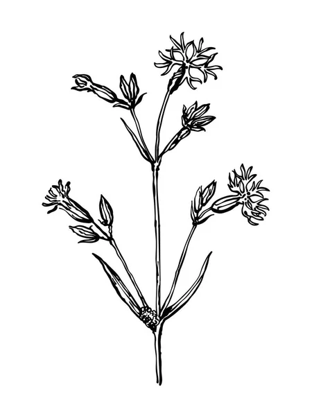 Cockooflower입니다. 식물의 건조 초원입니다. 자연, 유기, 건강 관리 제품, 아로마 테라피에 대 한 개요 스타일 야생화 컬렉션입니다. 식물 그림입니다. 꽃 줄 흰색 배경에 고립 — 스톡 벡터