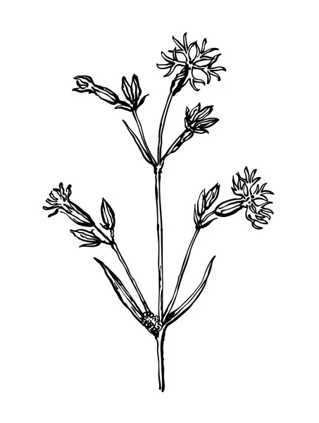 Kakaoblume. Pflanzen trockener Wiesen. Wildblumen-Kollektion im Outline-Stil für natürliche, biologische, Gesundheitsprodukte, Aromatherapie. botanische Illustration.flower gefüttert isoliert auf weißem Hintergrund — Stockvektor